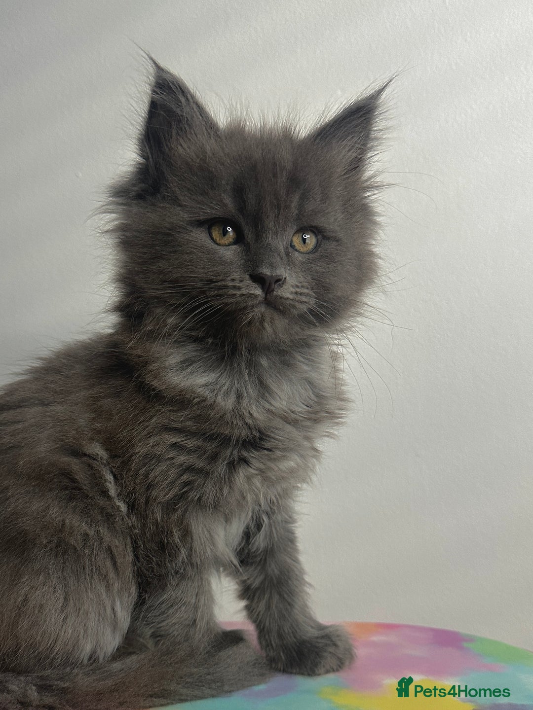Maine Coon cats for sale: Beautiful Maine Coon x Ragdoll kittens 😻 - Image 4