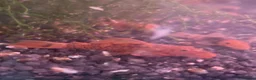 Plecos fish for sale: Super Red Blistlenose Pleco  - Advert 2