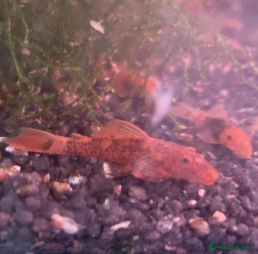 Plecos fish for sale: Super Red Blistlenose Pleco  - Advert 2