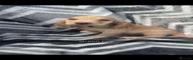 Cocker Spaniel 3