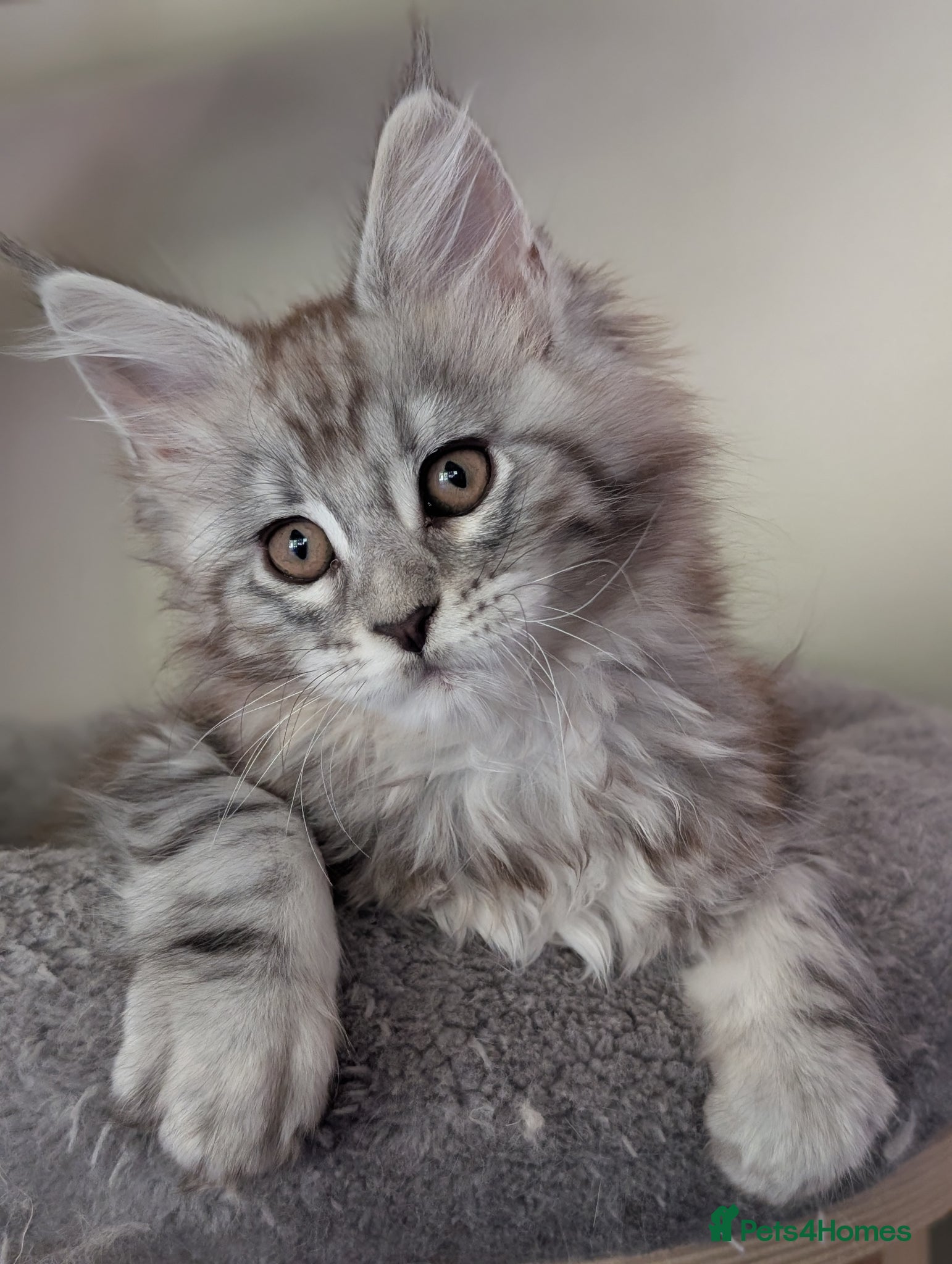 Maine Coon cats Ready soon. Tica Registered Maine coon Kittens  - Advert 1