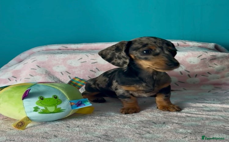Dachshund dogs - Advert 1