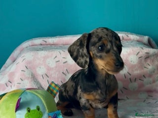 Dachshund dogs - Advert 34