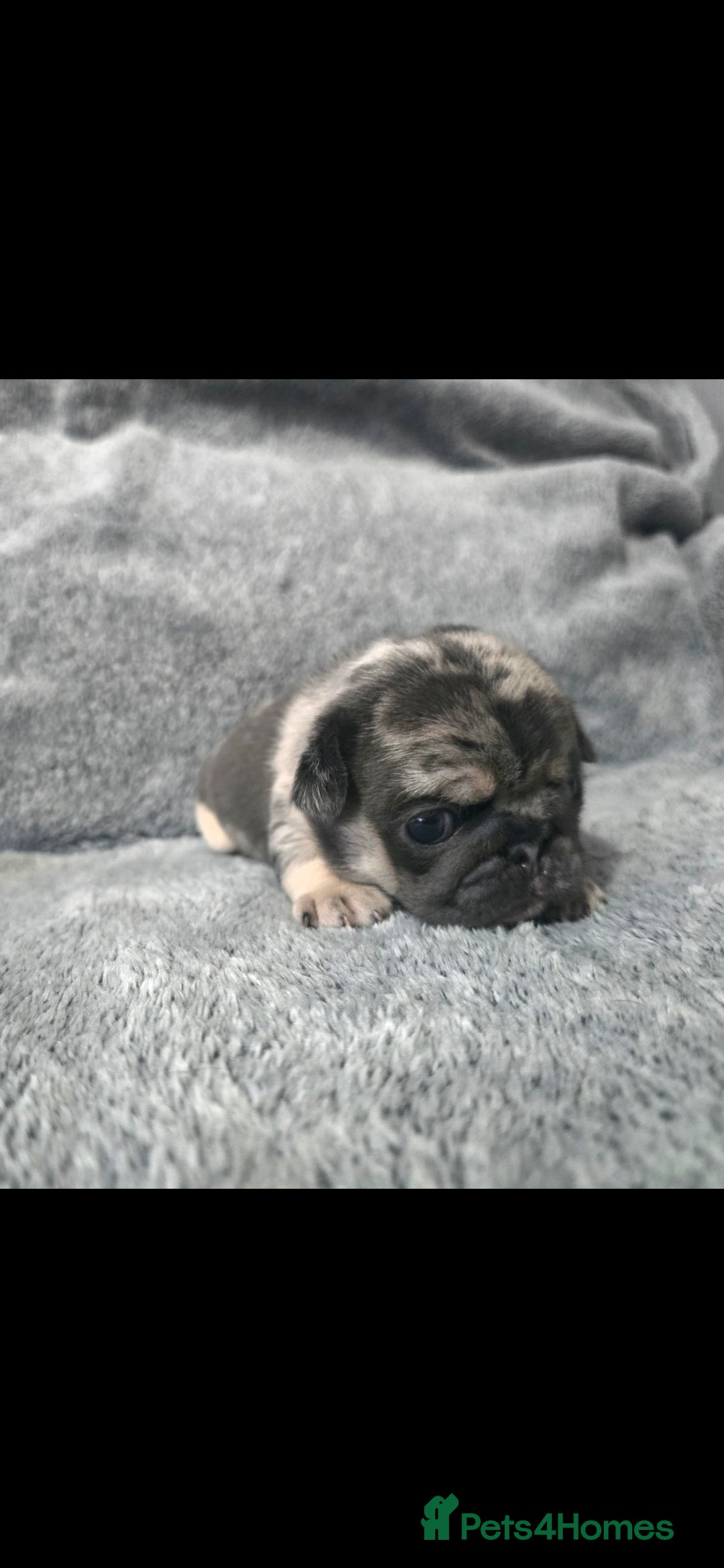 Pug dogs for sale: KC pug puppies  - Advert 2