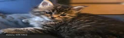 Maine Coon cats for sale: Stunning maine coon. Kittens 4 boys 1 girl  - Advert 13