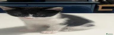 Mixed Breed 2