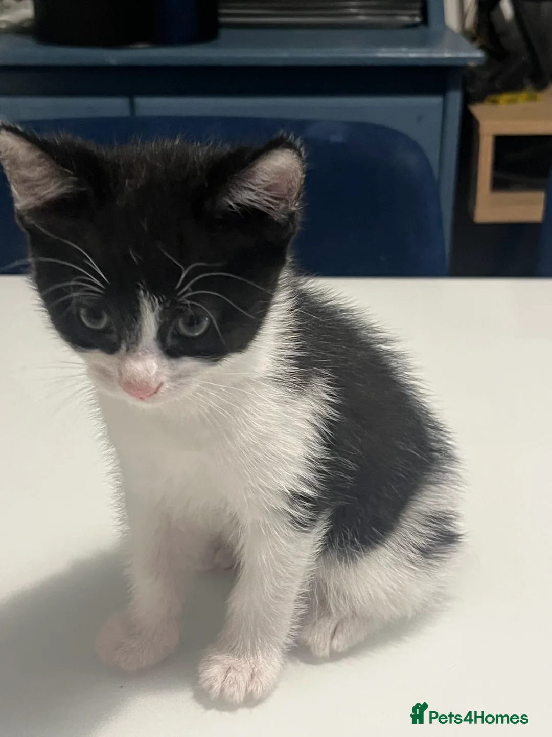 Mixed Breed cats for sale: Mixed breed  - Advert 2