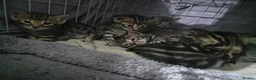 Bengal cats for sale: Bengal mix kittens - Advert 4