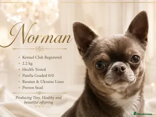 Chihuahua dogs KC reg-Health tested-PROVEN - Advert 1