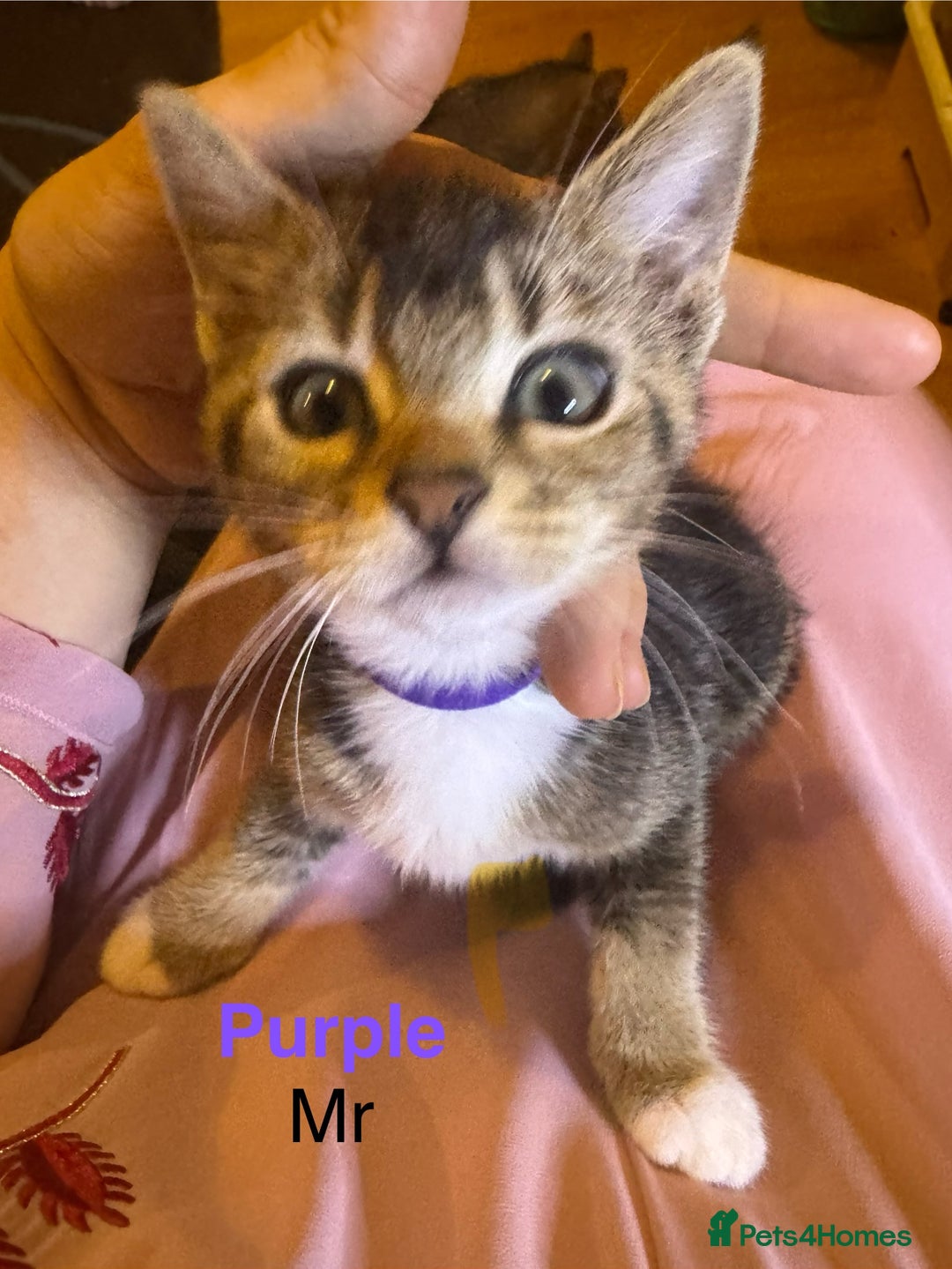 Domestic Shorthair cats for sale: Adorable Loving Kittens Looking for Forever Homes! - Advert 7