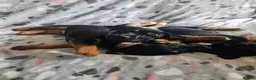 Jack Russell dogs for sale: Beautiful Black & Tan Jack Russell puppy's  - Advert 7