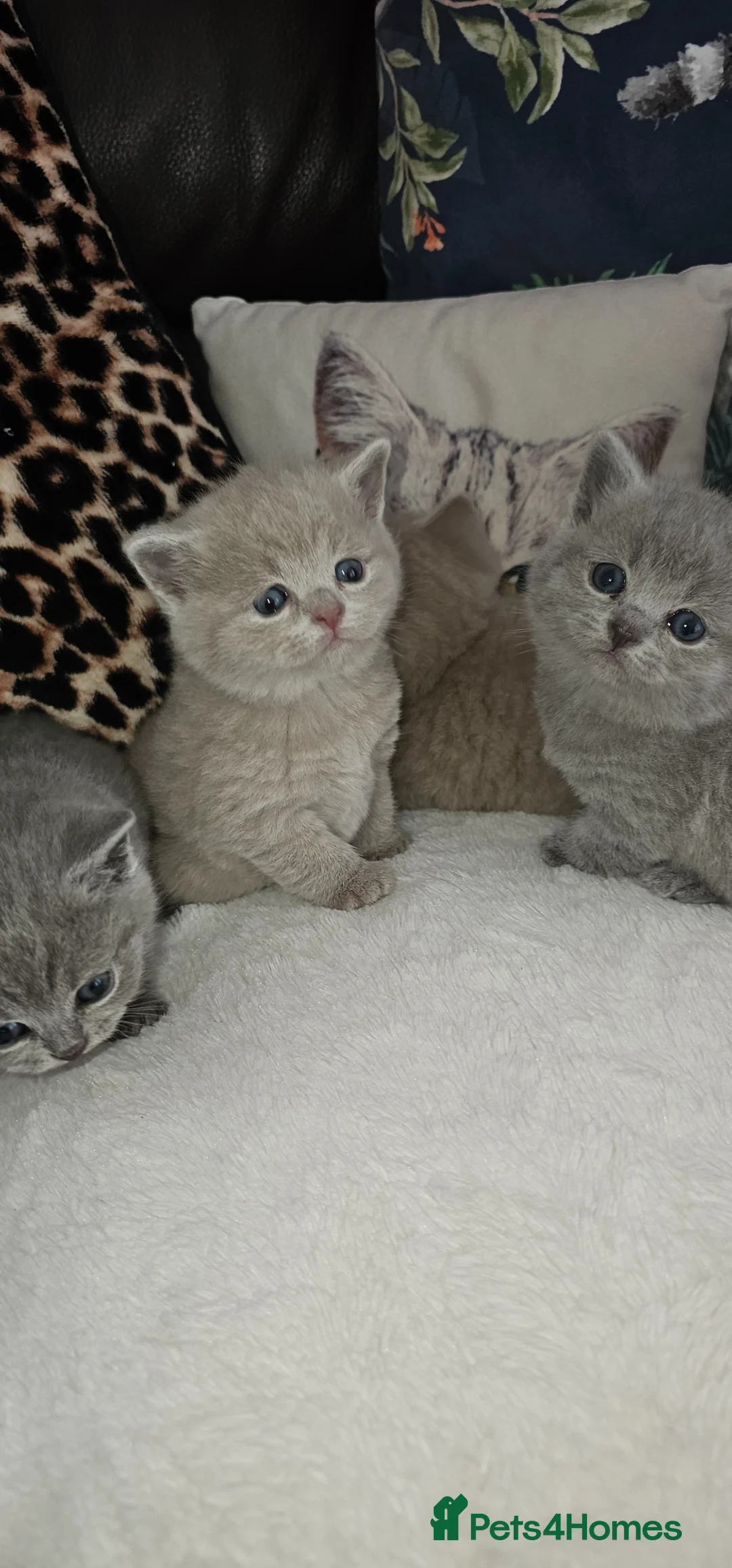 British Shorthair cats for sale: Pure BSH KITTENS  in Bradford - Advert 10