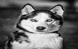 Siberian Husky dogs for stud: Siberian Husky for Stud in Glasgow - Image 3