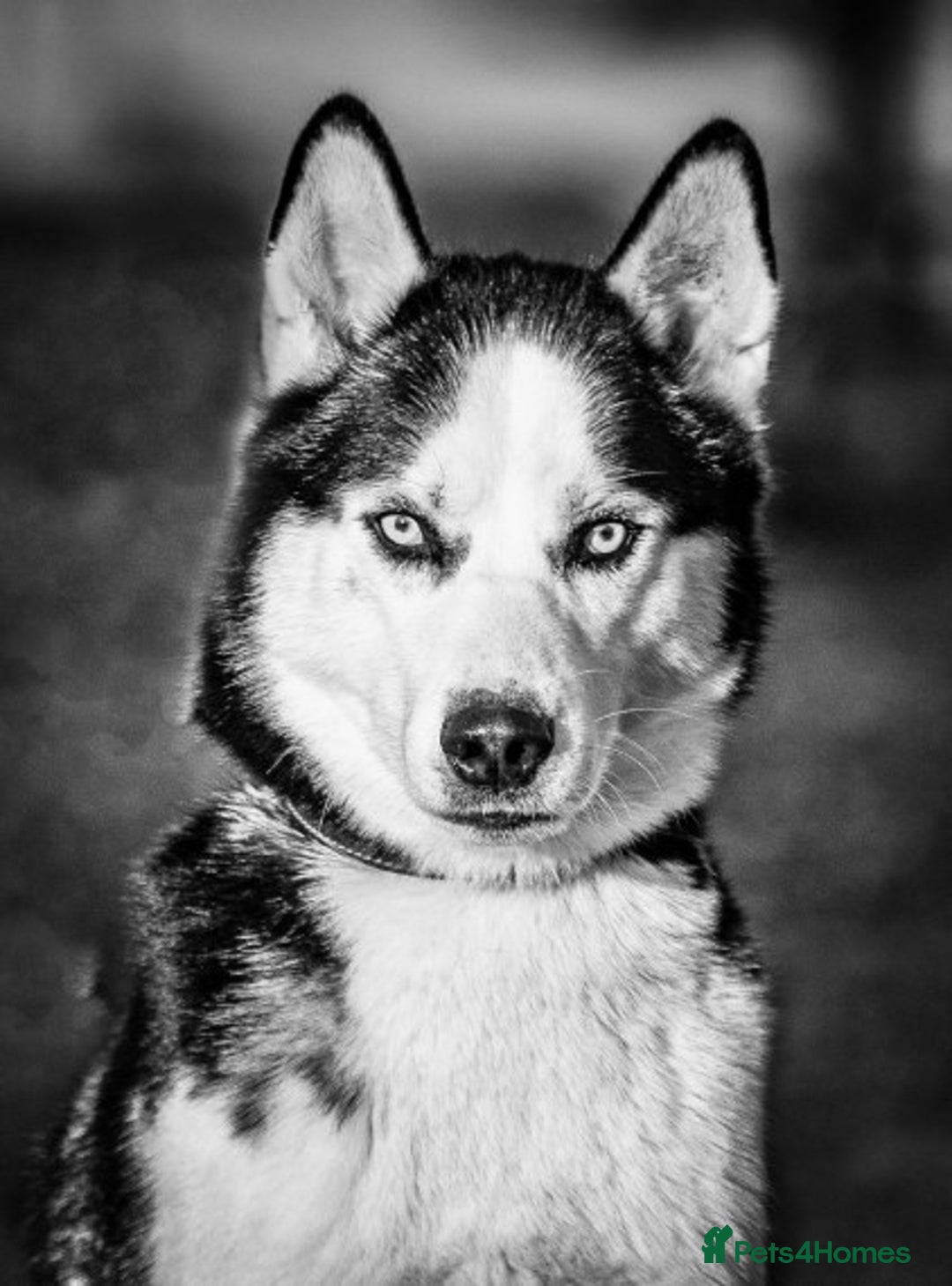 Siberian Husky dogs for stud: Siberian Husky for Stud in Glasgow - Image 3