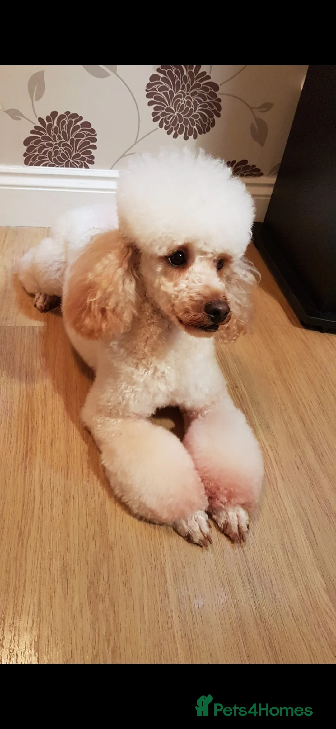 Miniature Poodle dogs for stud: KC Reg Miniature Poodle Stud in Norwich - Advert 6