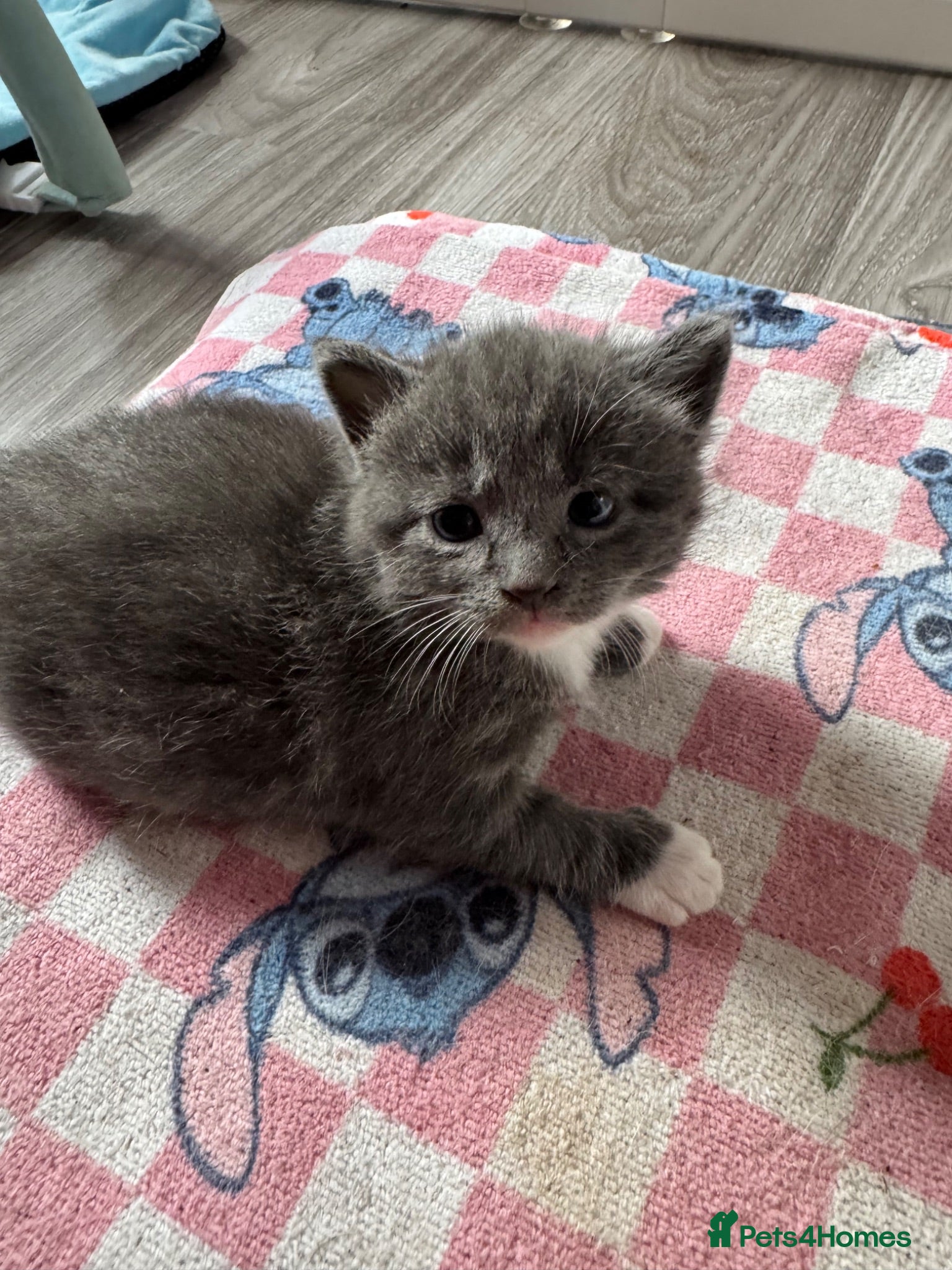 Mixed Breed cats Beautiful half Maine coon ginger and grey kittens  - Advert 9
