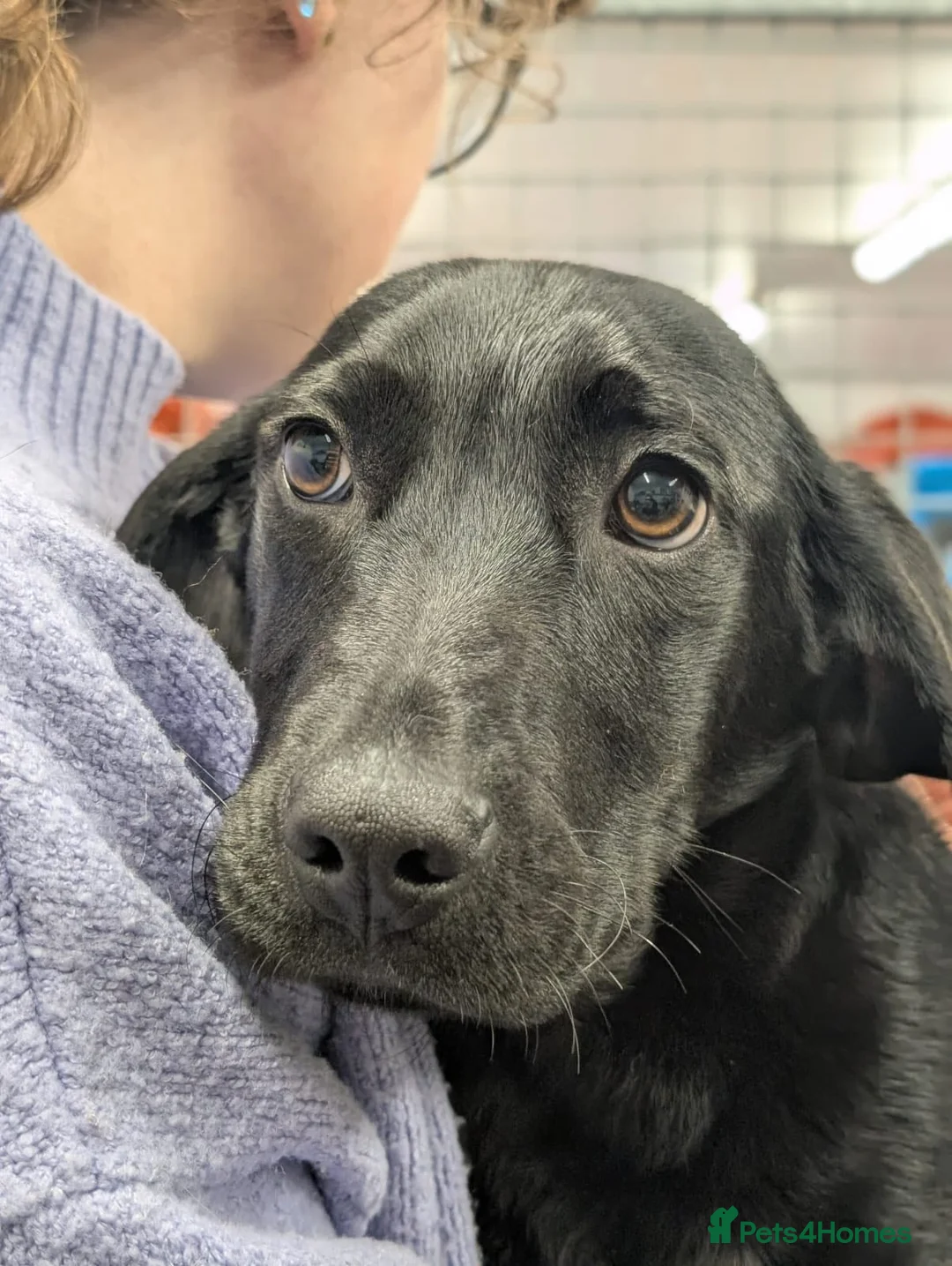 Mixed Breed dogs for adoption: Spike - In Aye Looking for a Home  - Advert 3