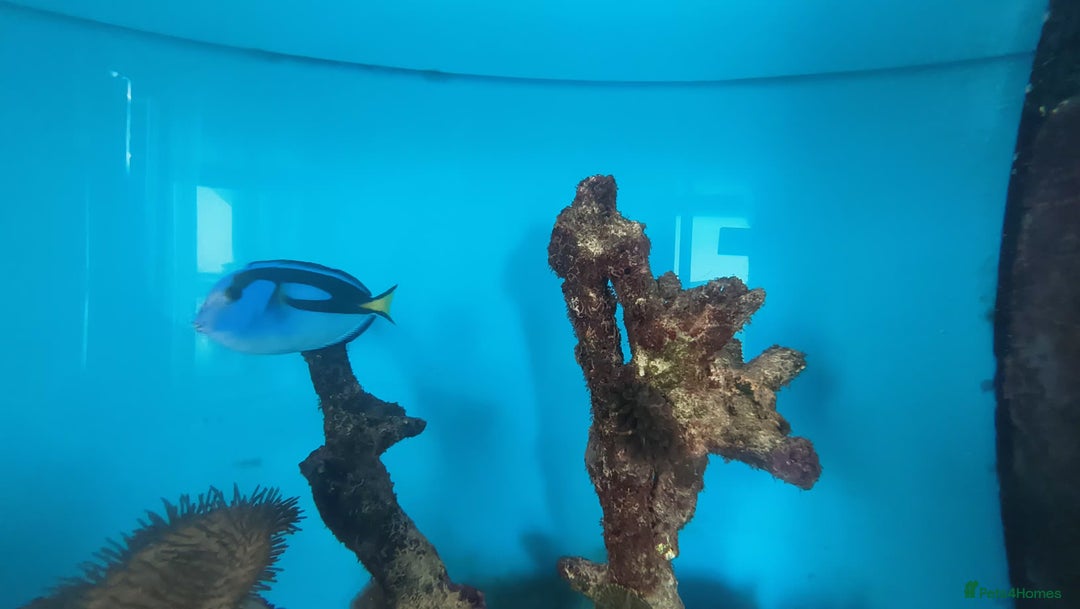 Other/Mixed Breed fish for sale: Large Marine Fish - King ANGEL & Regal Tang - Advert 6