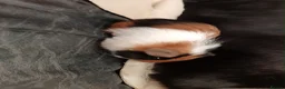 Guinea Pig rodents for sale: 2 x make baby genuine pigs  in Nantwich - Advert 6