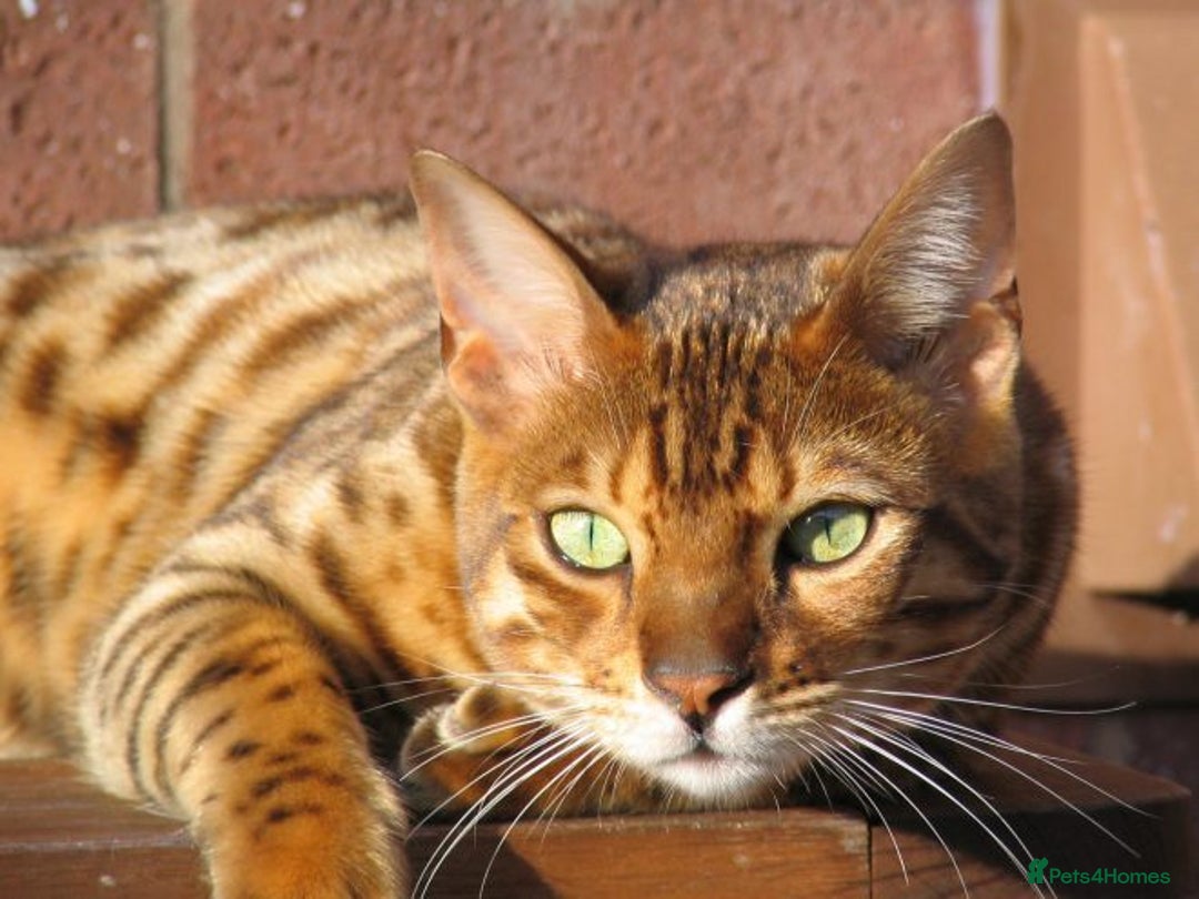 Bengal cats for stud: Gorgeous Bengal for stud in Glasgow - Image 1