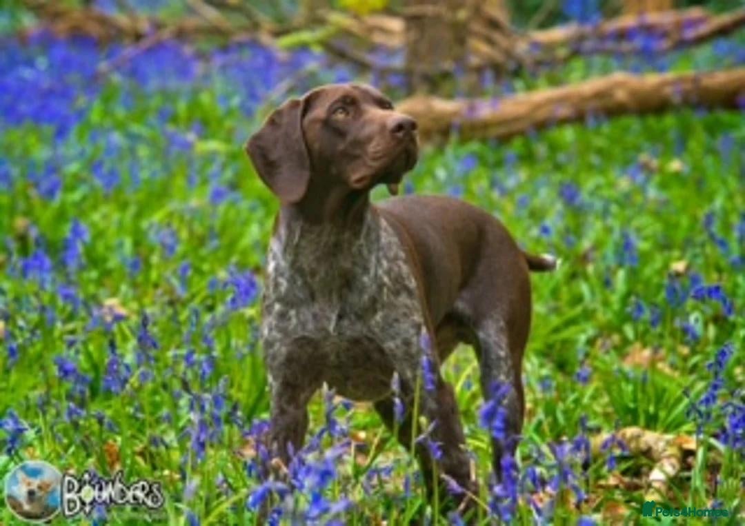German Shorthaired Pointer dogs for sale: GSP Litter due 12th August  - Image 11