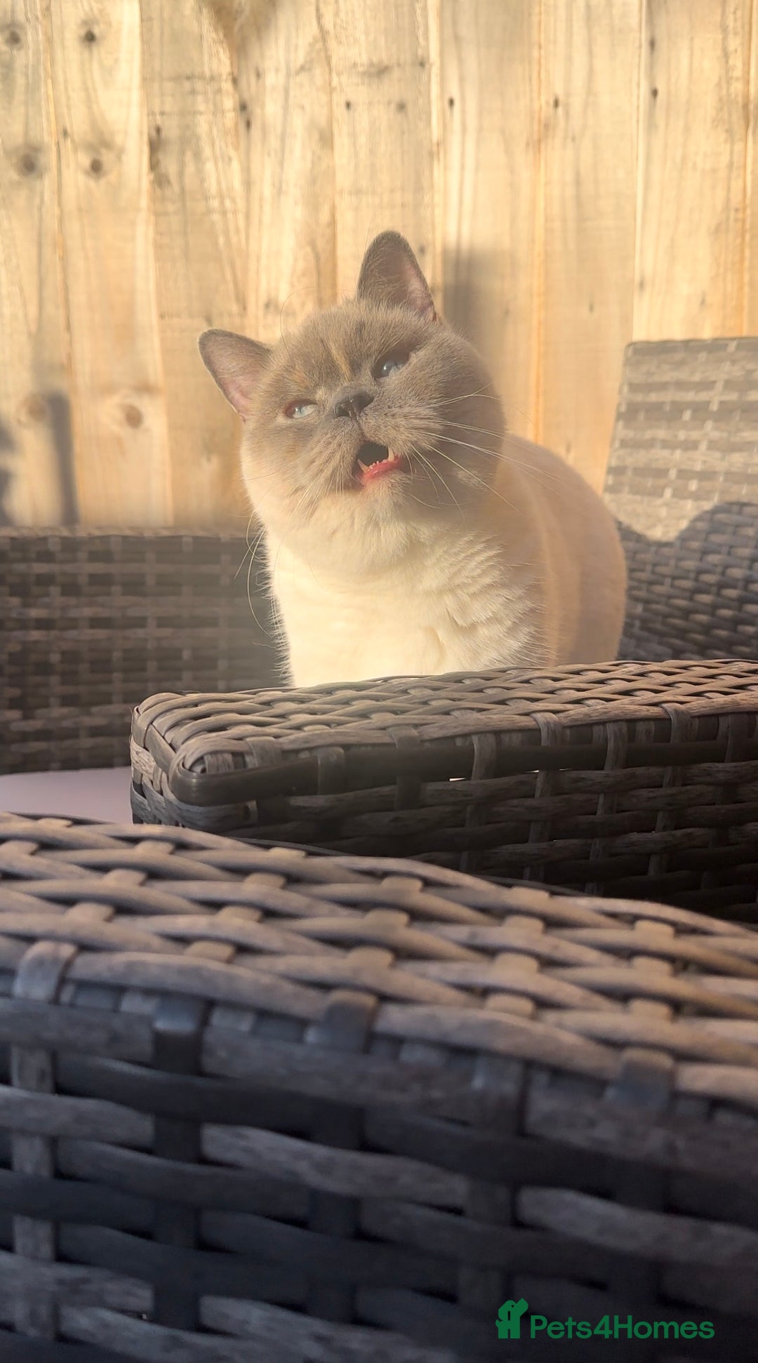 British Shorthair cats for sale: Cream British Shorthair Boy - Advert 12