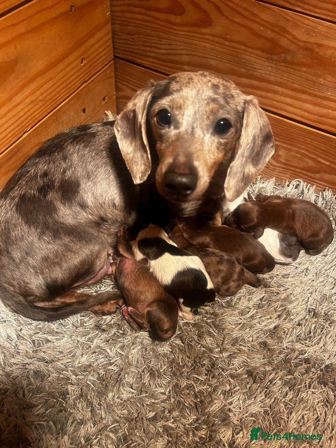 Chiweenie dogs for sale: Chieeenies now reddy for there new homes  - Advert 2