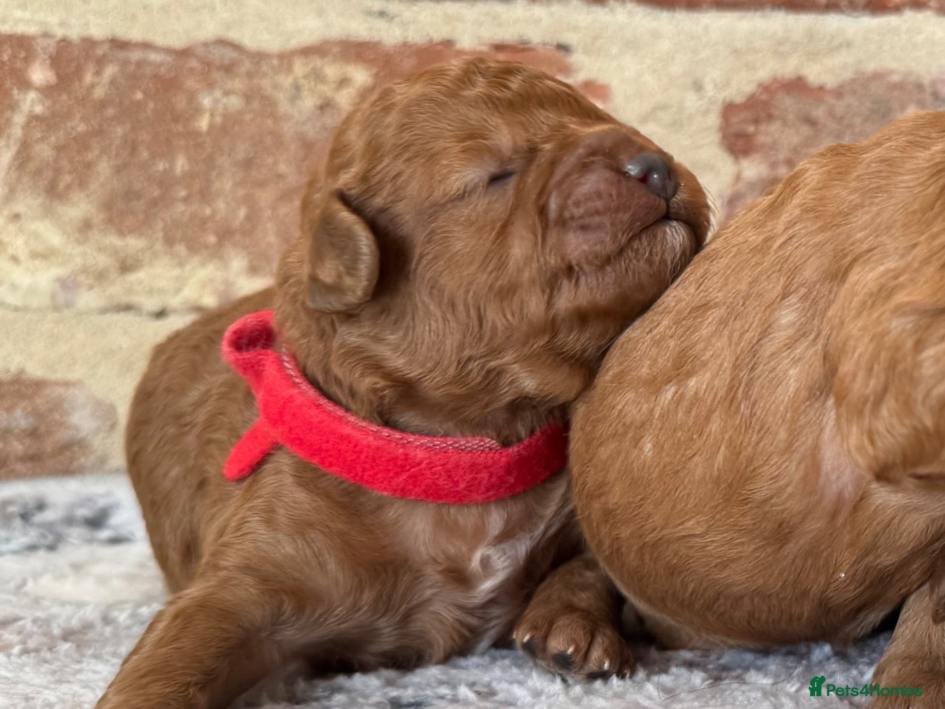 Cavapoo dogs F1b males 🐾 - Advert 2