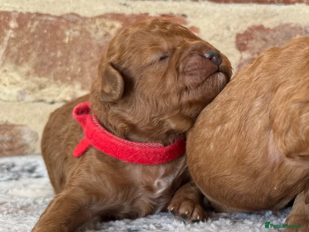 Cavapoo dogs for sale: F1b males 🐾 - Advert 2