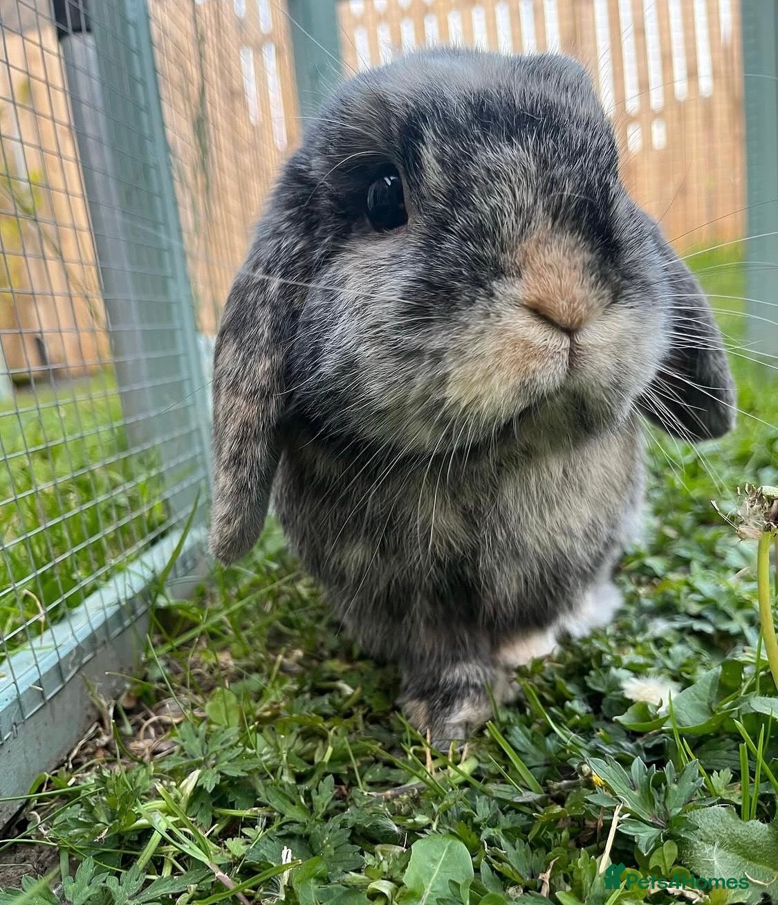 Mini Lop rabbits Rabbit Mini lop for sale  - Advert 2