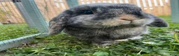 Mini Lop rabbits for sale: Rabbit Mini lop for sale  - Advert 1