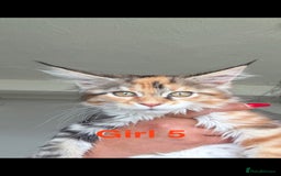 Maine Coon cats for sale: Beautiful Mainecoon Kittens x5 - Image 1