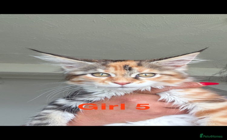 Maine Coon cats - Advert 1