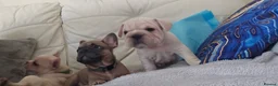 French Bulldog dogs for sale: Beautiful French bulldog puppies  - Advert 16