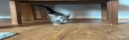 European cats for sale: 2 Adorable Kittens Looking for a Loving Home  - Advert 9