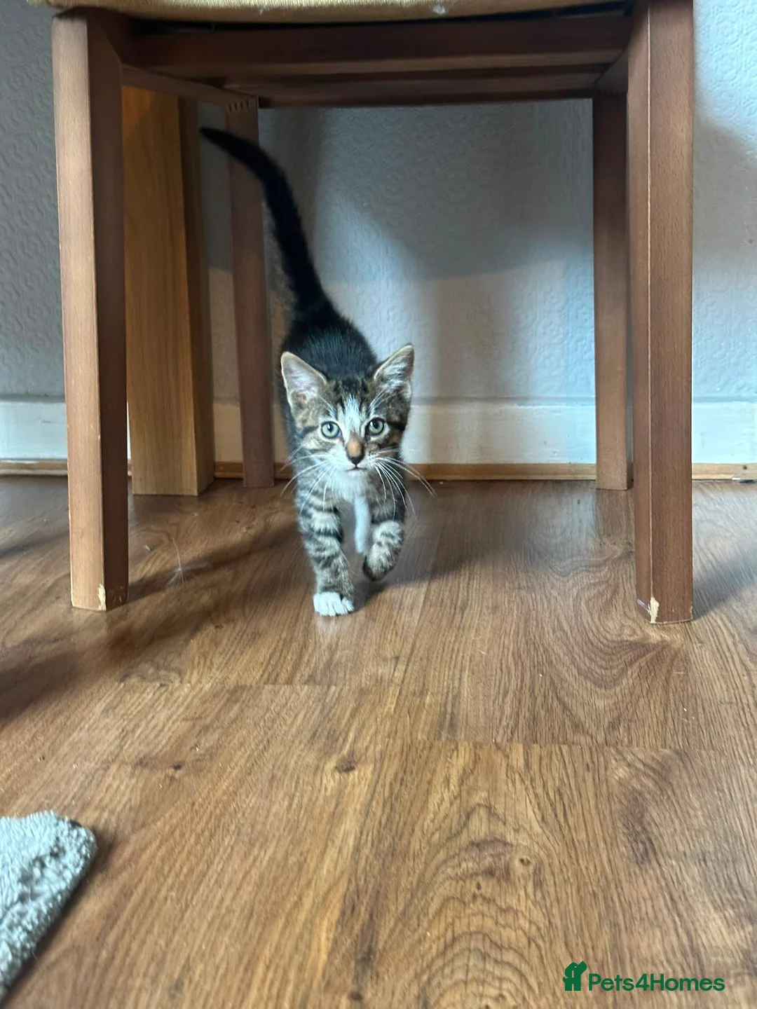 European cats for sale: 2 Adorable Kittens Looking for a Loving Home  - Advert 9