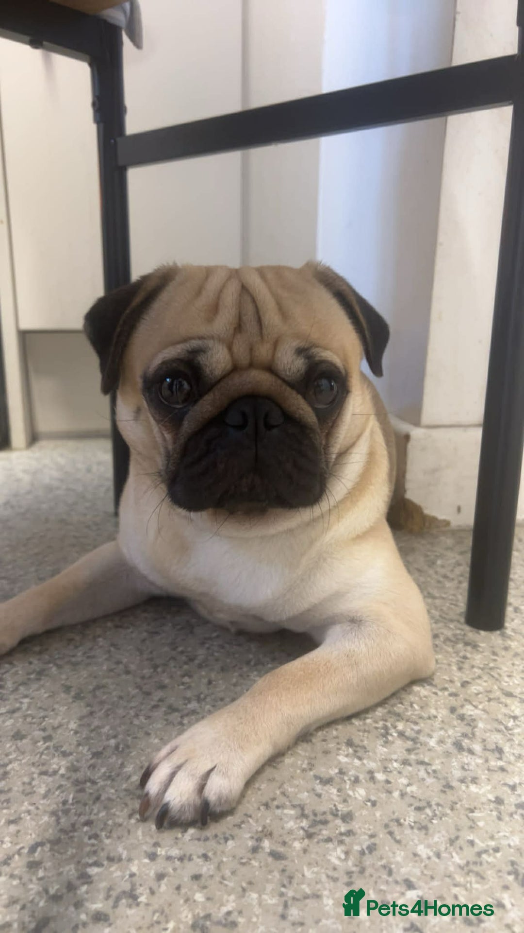Pug dogs for sale: Pug male - Advert 4