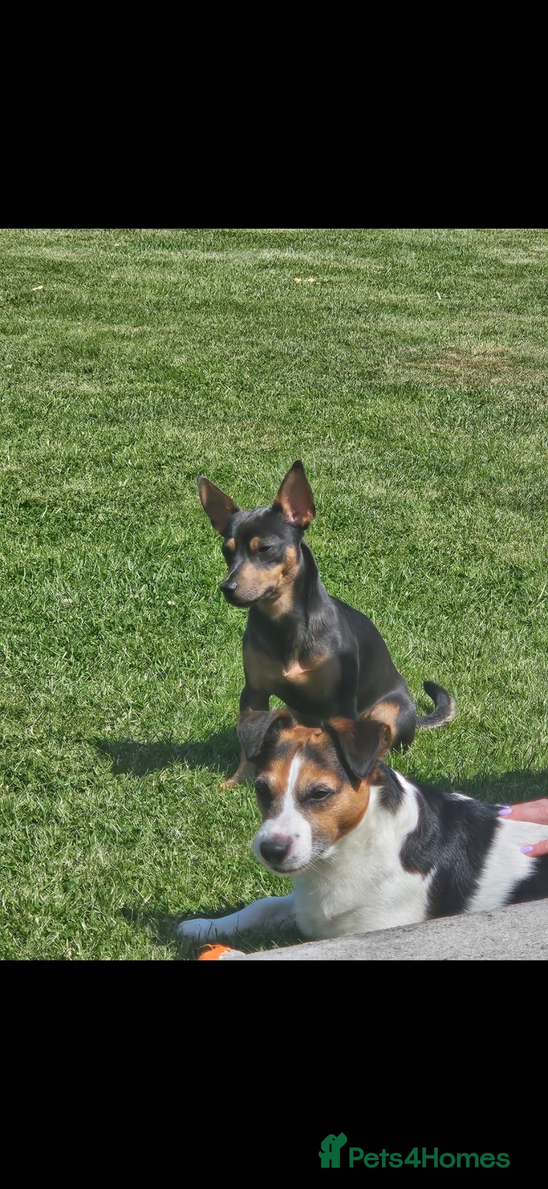 Jack Russell dogs for sale: Gorgeous Chunky Jack Russell Pups for sale - Advert 19