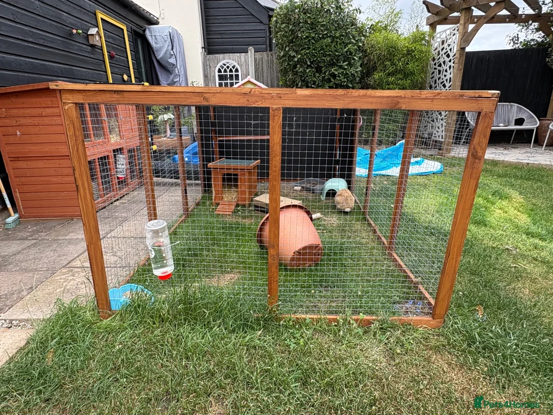 Harlequin rabbits for sale: 6 month old female rabbit - Advert 7