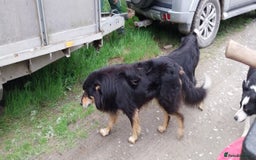 Border Collie dogs for sale: Four Female Border Collie Puppies  - Image 8