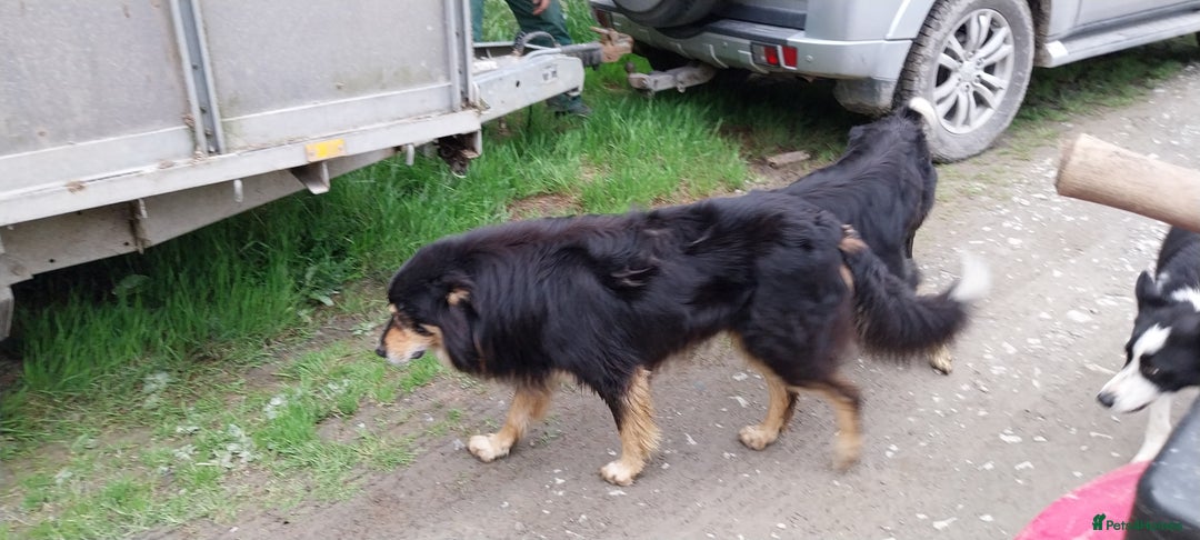 Border Collie dogs for sale: Four Female Border Collie Puppies  - Image 8