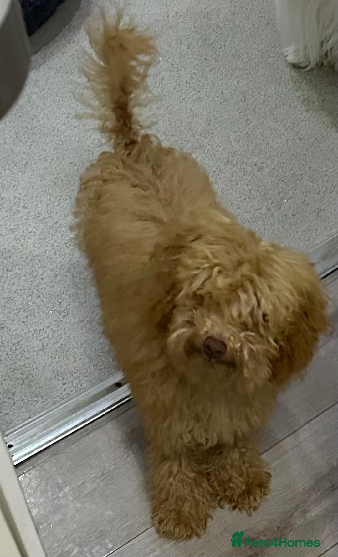 Toy Poodle dogs for sale: Toy poodle girl - Image 4