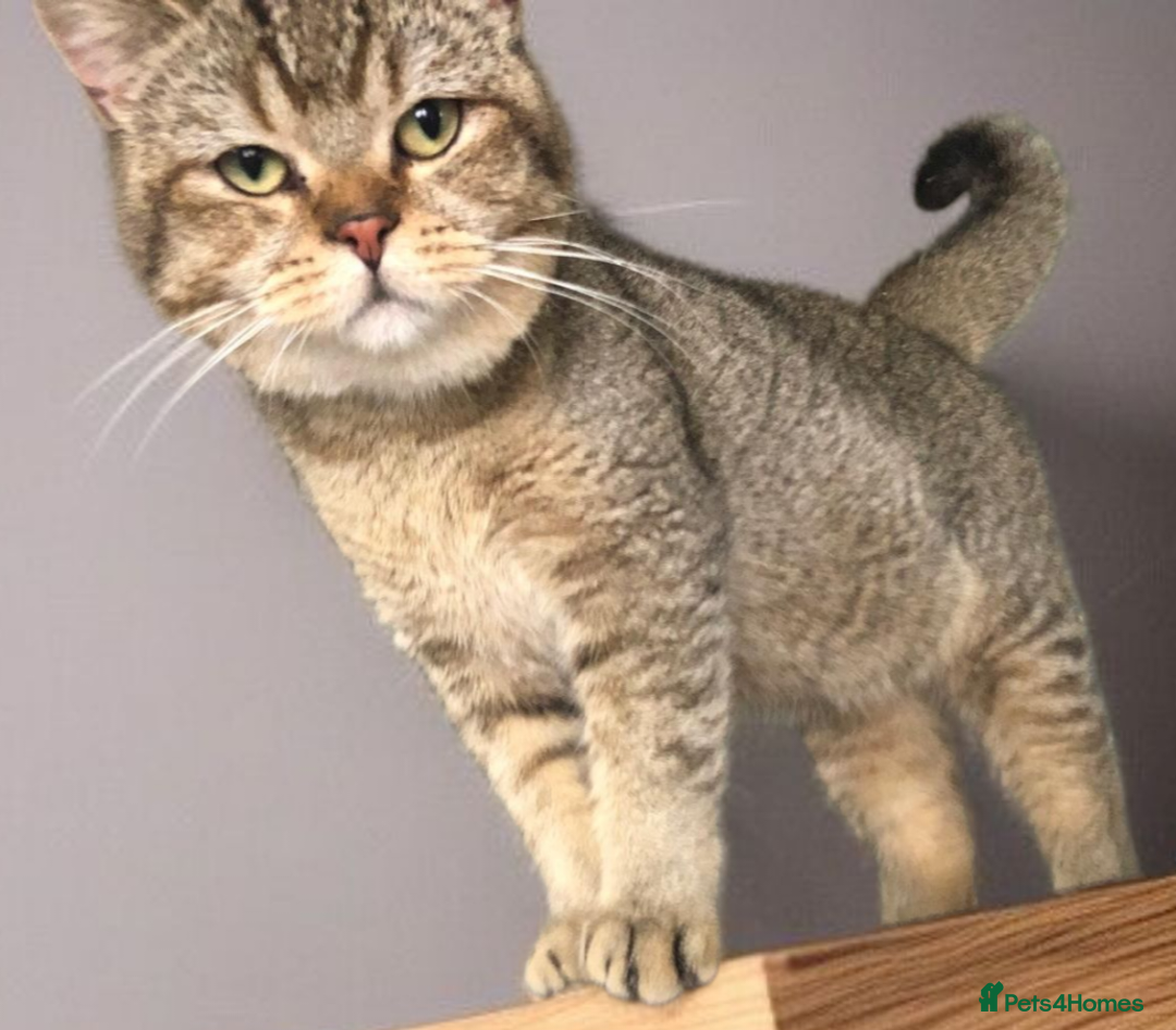 British Shorthair cats for sale: GCCF Active entire male - Image 6