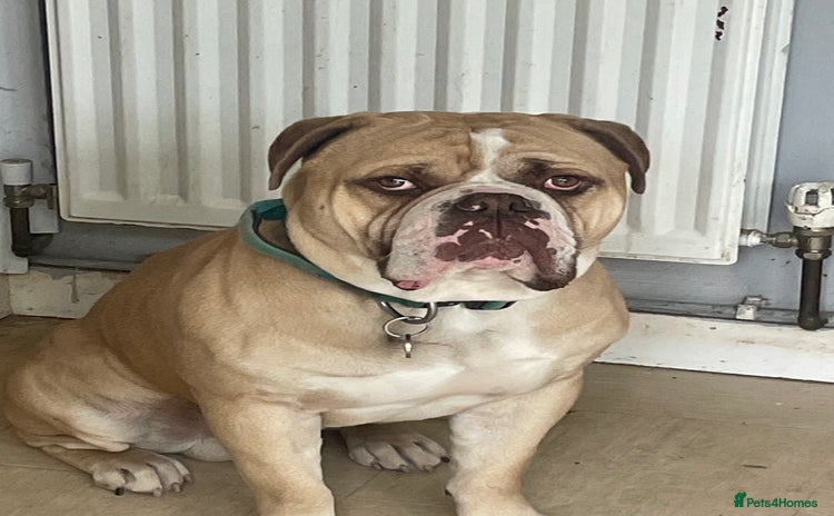 Olde English Bulldogge dogs - Advert 2