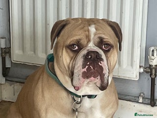 Olde English Bulldogge dogs - Advert 10