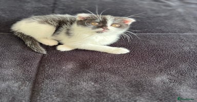 Scottish Fold cats - Advert 5