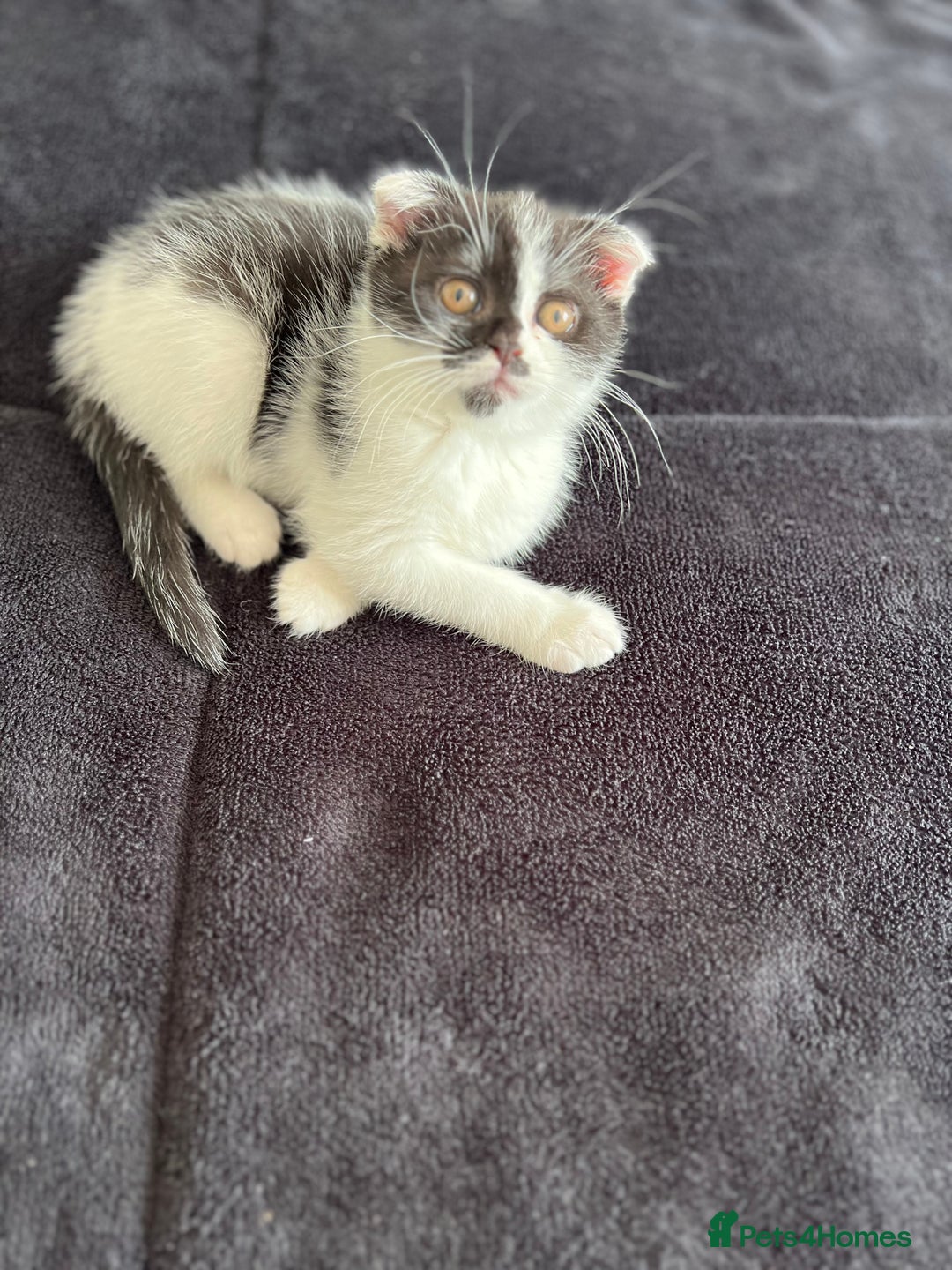Scottish Fold cats for sale: Scottish Fold  - Image 3