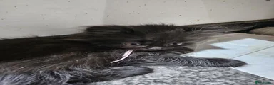 British Longhair 3