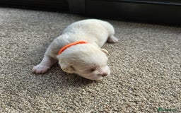 Shihpoo dogs for sale: Shihpoo puppies in Devon ... we've arrived!  - Image 25