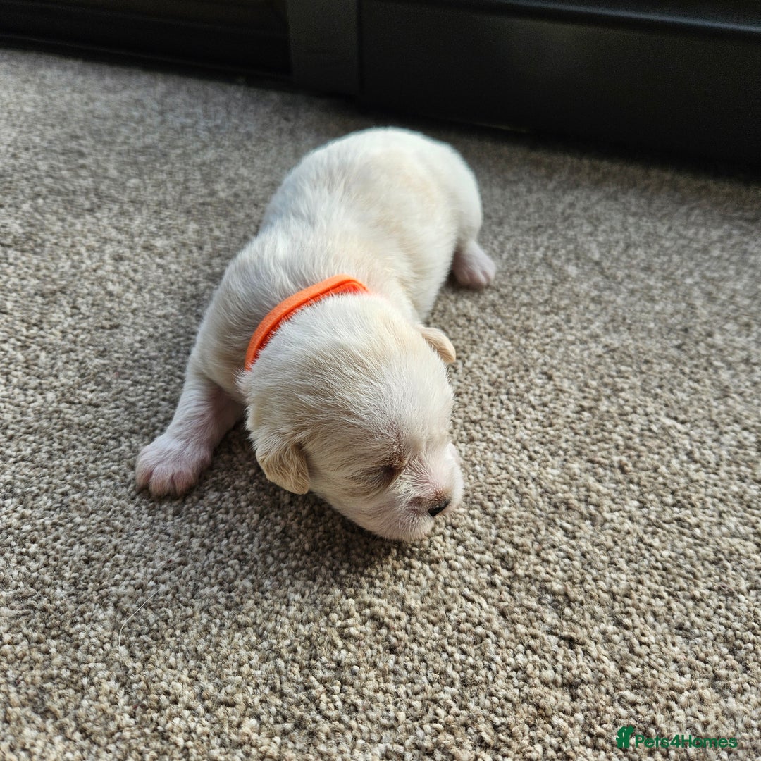 Shihpoo dogs for sale: Shihpoo puppies in Devon ... we've arrived!  - Image 25